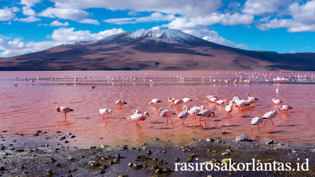 Pesona Eksotis Laguna Colorada di Bolivia